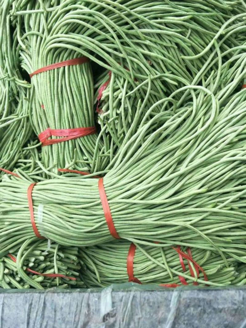 长豆角70厘米以上市场货加工厂货冷水降温！