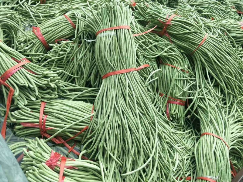 长豆角70厘米以上市场货加工厂货冷水降温！