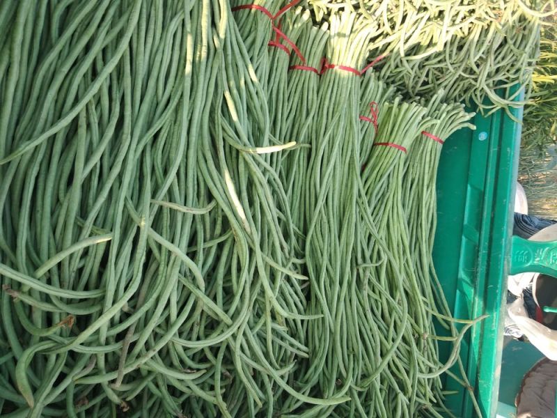 长豆角70厘米以上市场货加工厂货冷水降温！