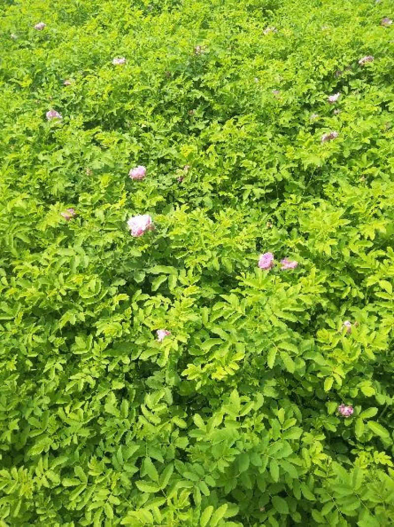 质优价廉的四季玫瑰上市了