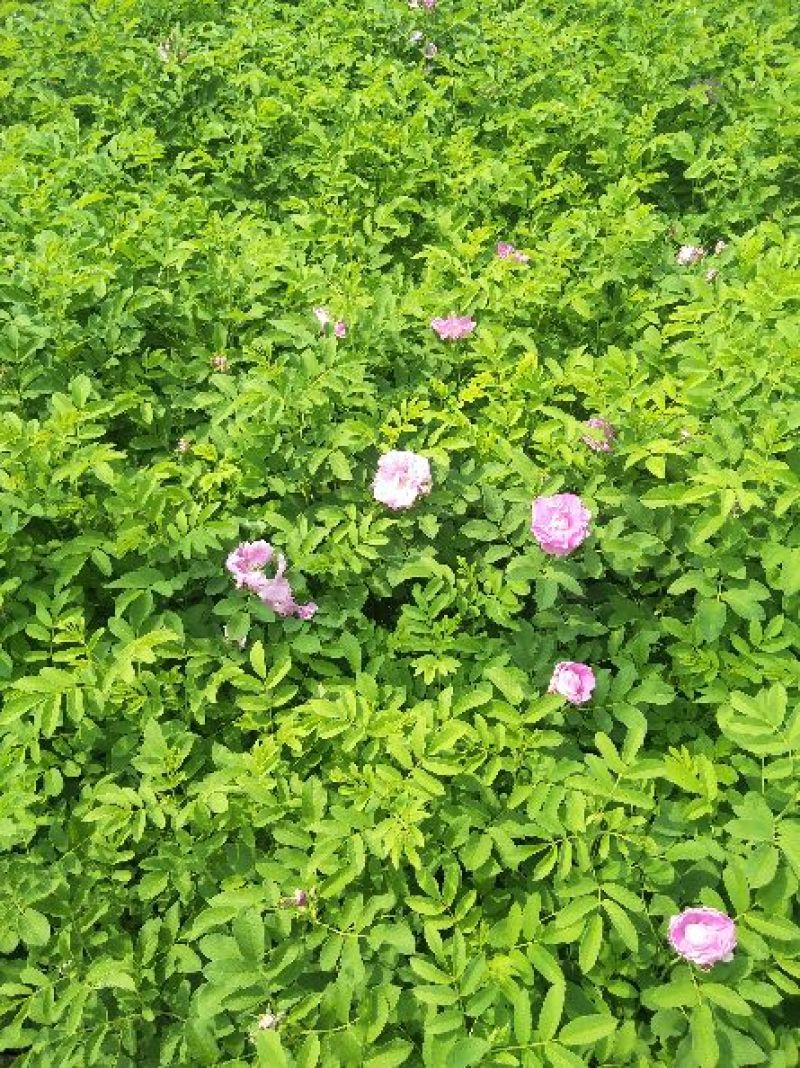 质优价廉的四季玫瑰上市了