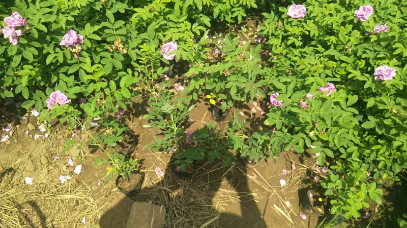 质优价廉的四季玫瑰上市了