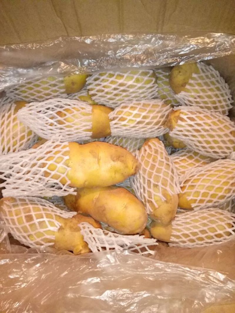 精品（荷兰十五土豆）货源充足、代发各地商超市场
