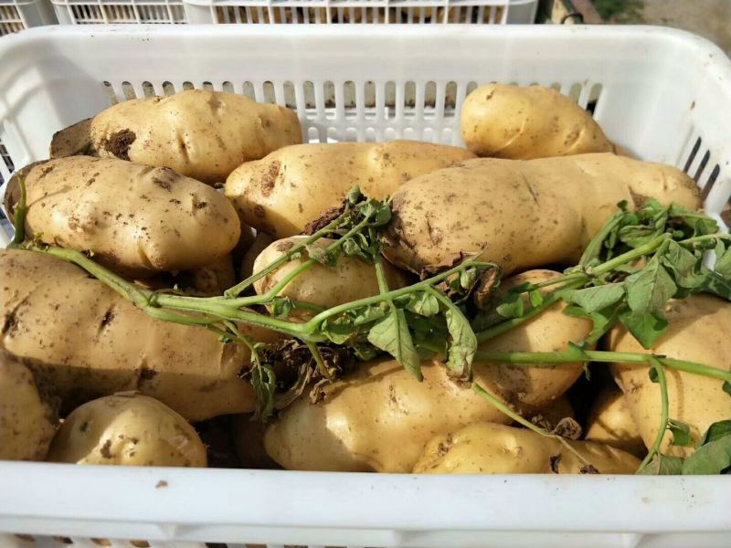 精品（荷兰十五土豆）货源充足、代发各地商超市场
