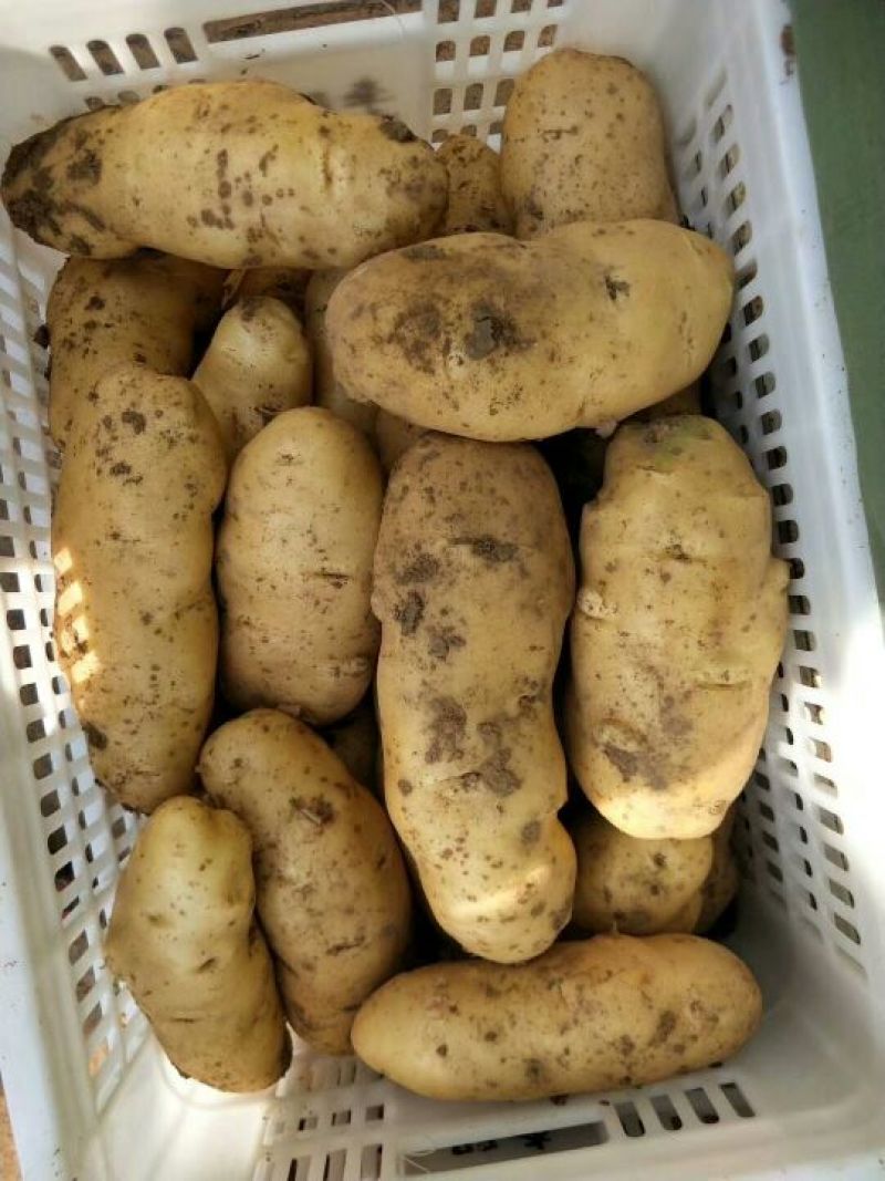 精品（荷兰十五土豆）货源充足、代发各地商超市场