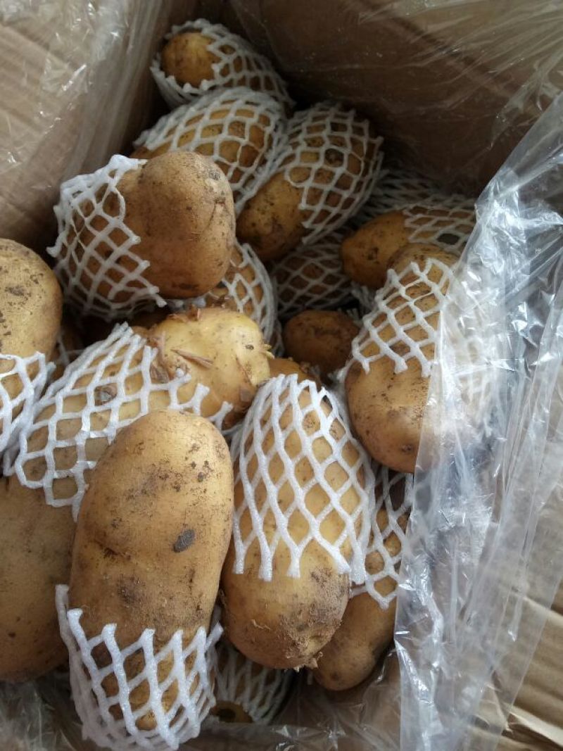 精品（荷兰十五土豆）货源充足、代发各地商超市场