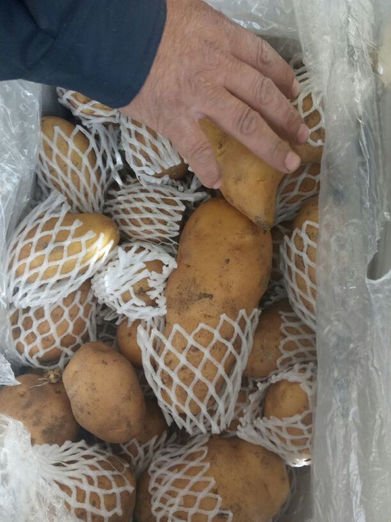 精品（荷兰十五土豆）货源充足、代发各地商超市场