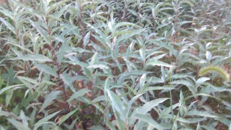 辣柳草，青蓼