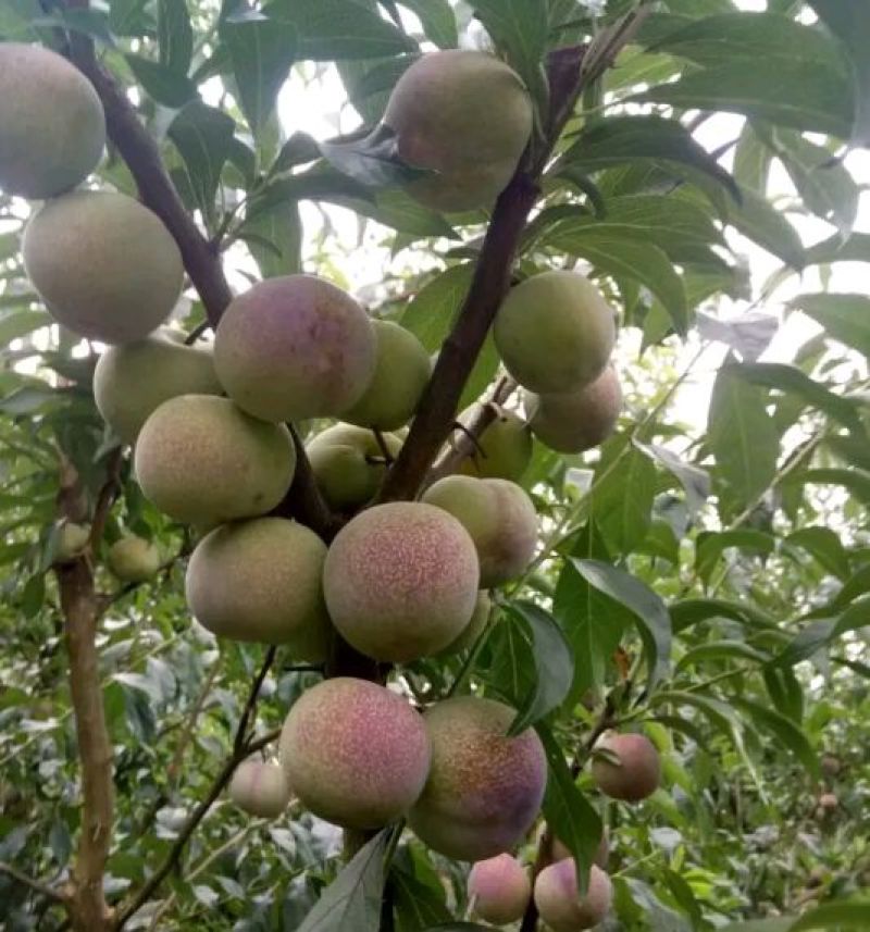 锦绣木子李，清脆李，半边红茵红李