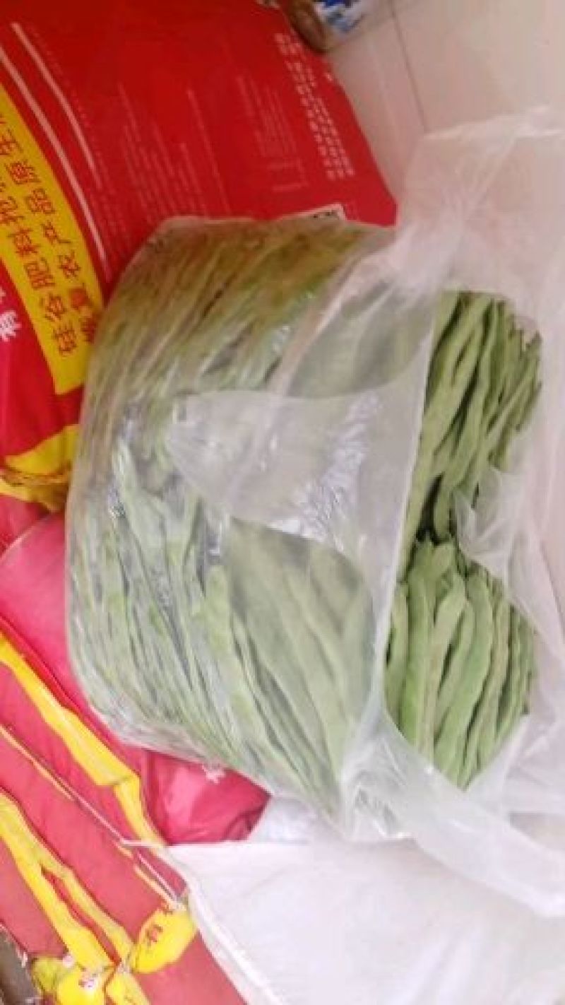大扁，绿龙豆角