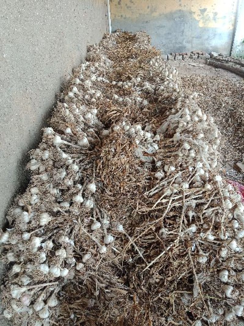 蒜农直供优质脱水大蒜，蒜米料