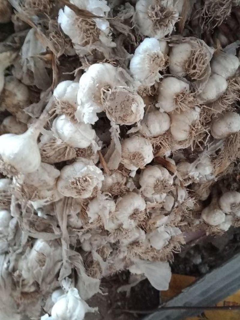 蒜农直供优质脱水大蒜，蒜米料