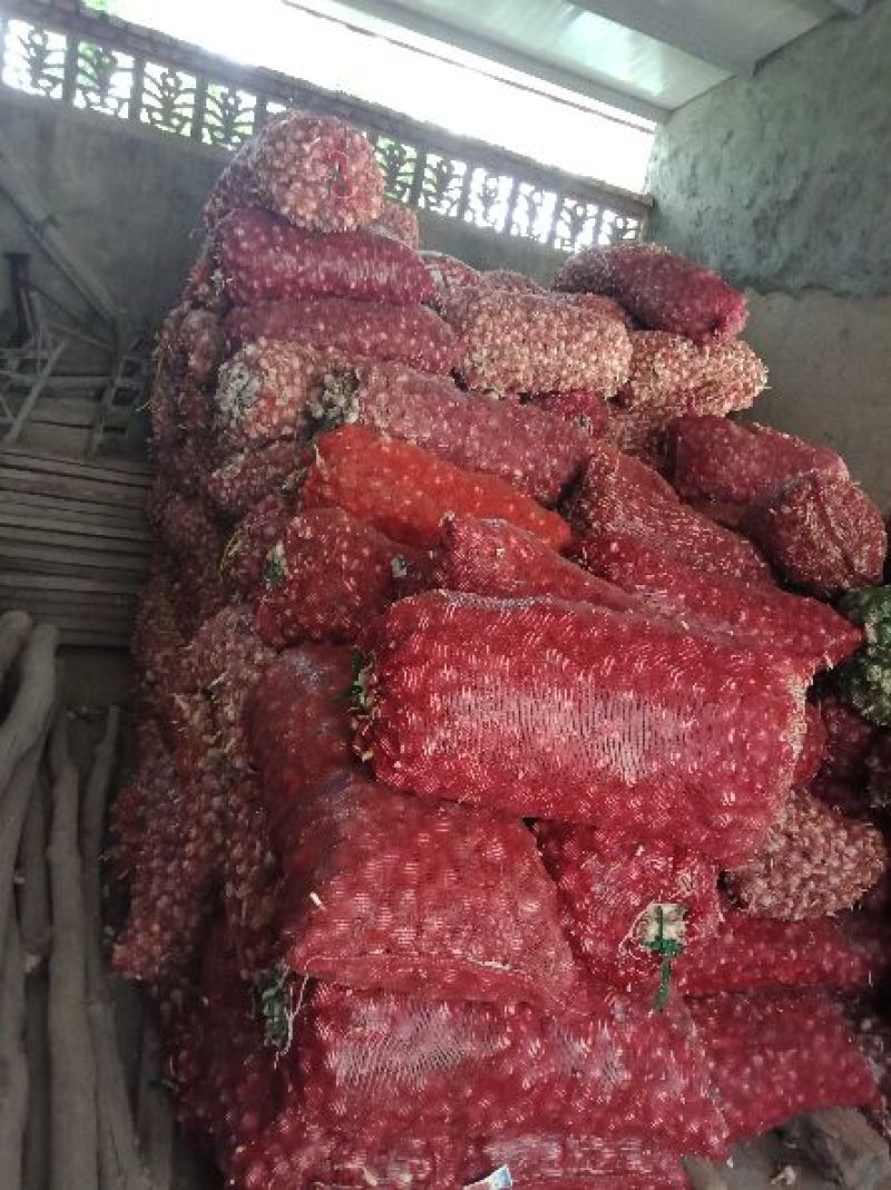 蒜农直供优质脱水大蒜，蒜米料