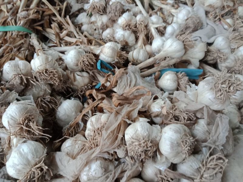 蒜农直供优质脱水大蒜，蒜米料