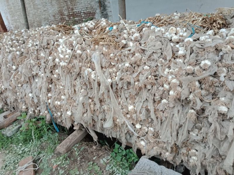 蒜农直供优质脱水大蒜，蒜米料
