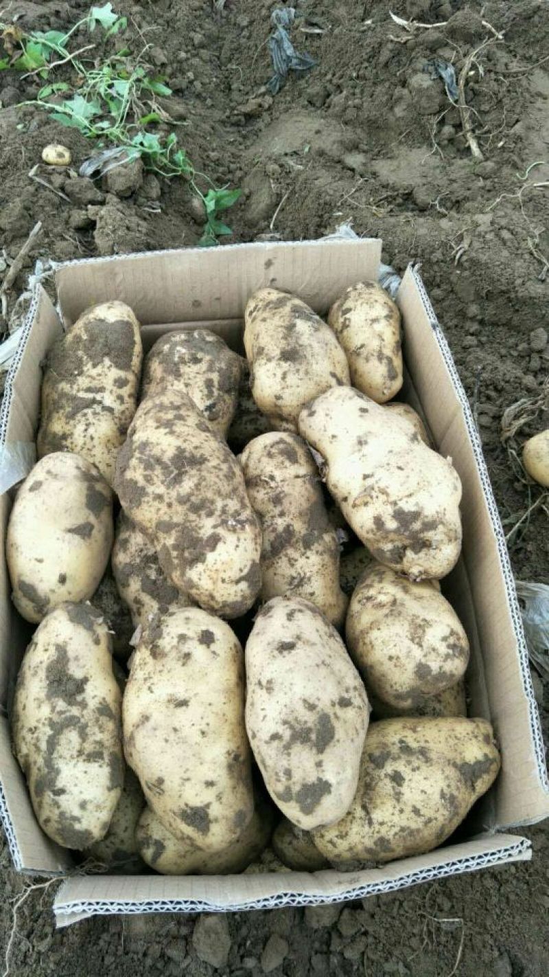 荷兰土豆大掉价