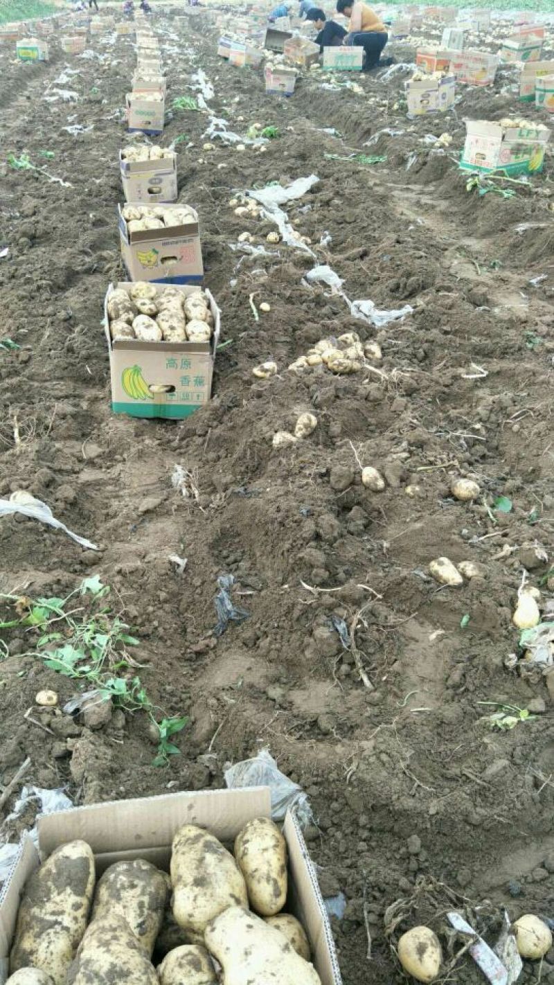 荷兰土豆大掉价