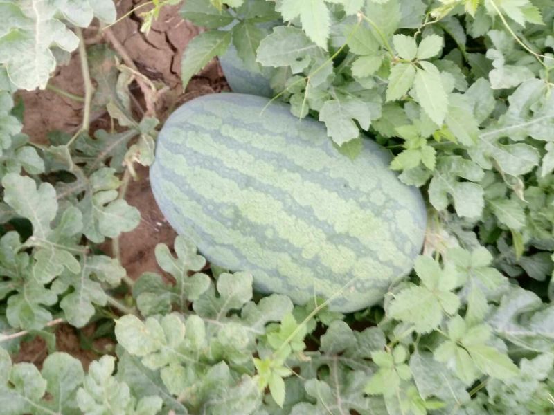 花瓜甜王万亩