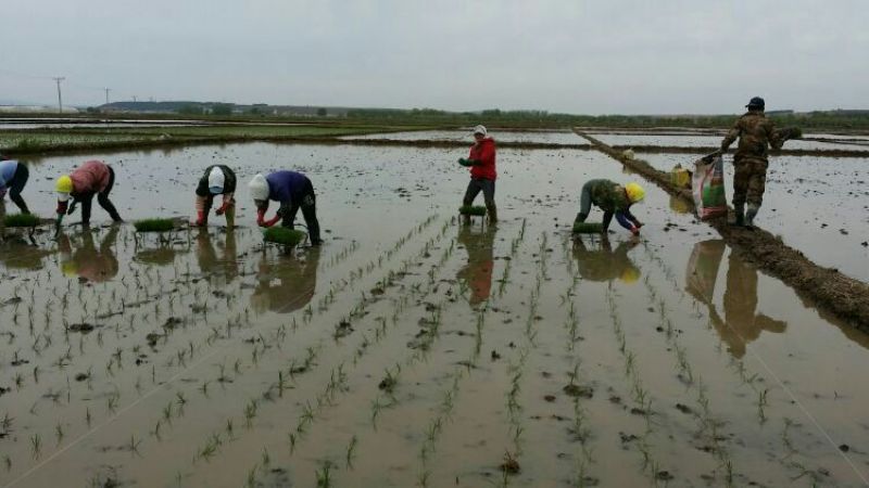 宁安响水产区农家生态米