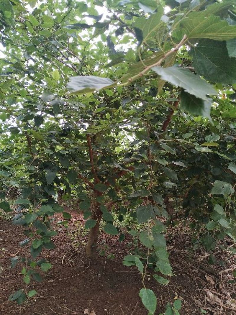 桑葚树