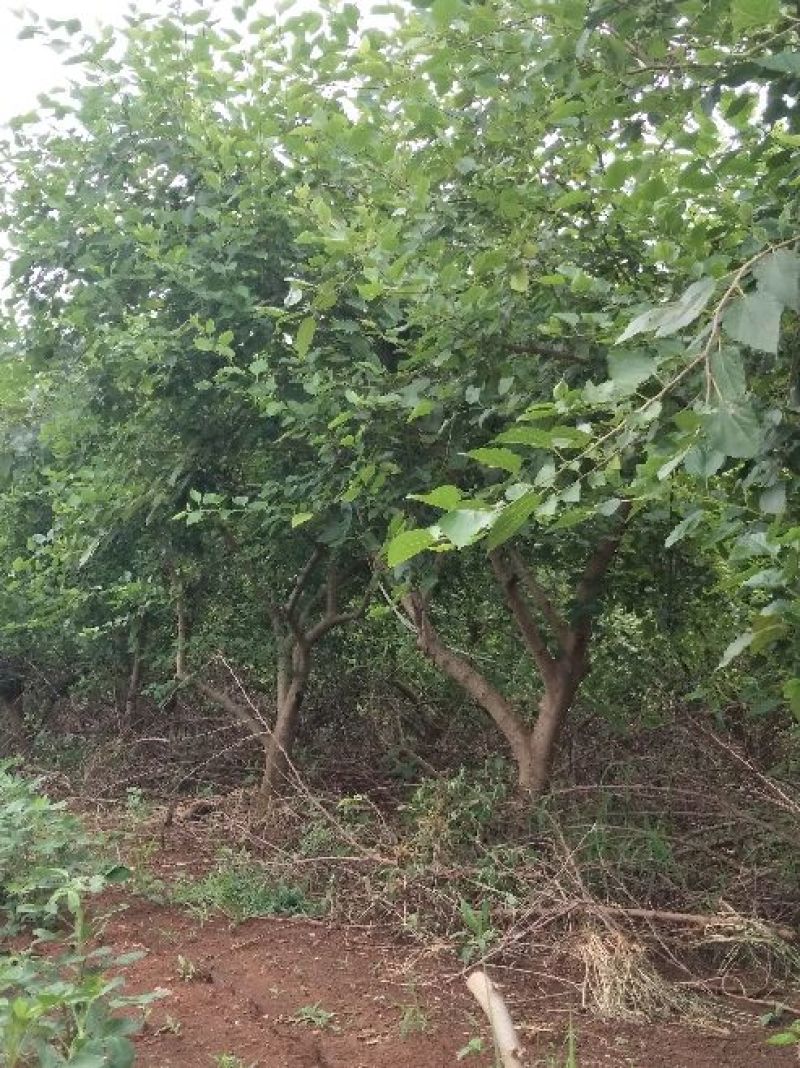 桑葚树