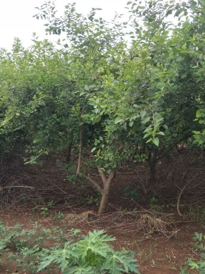 桑葚树