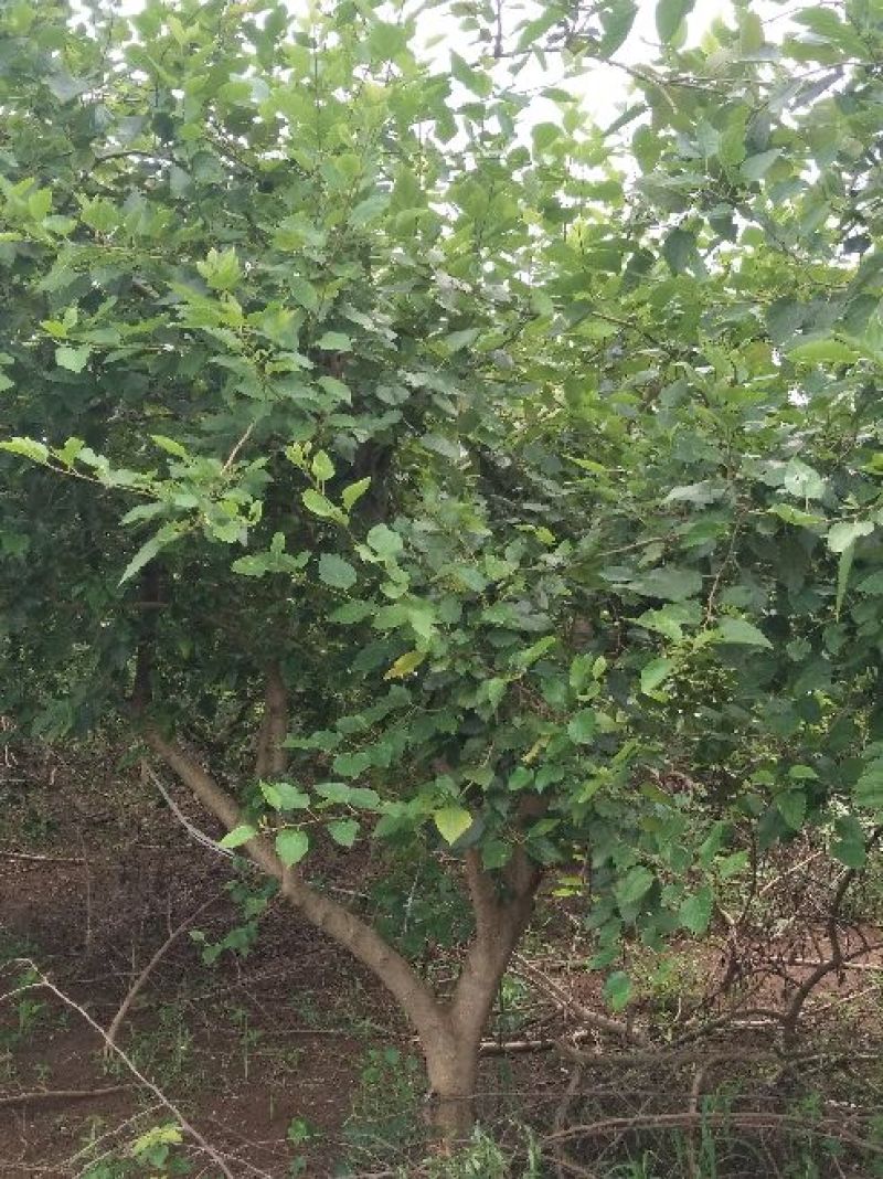 桑葚树
