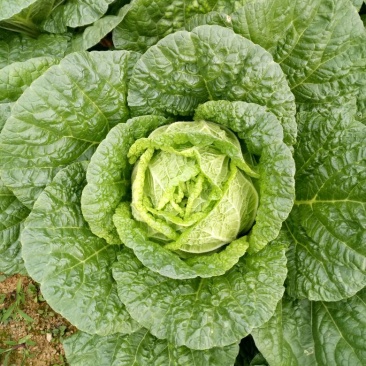 优质白菜