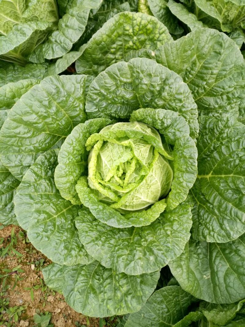 优质白菜