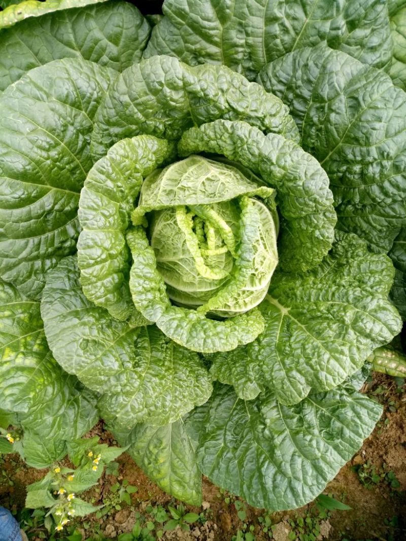 优质白菜