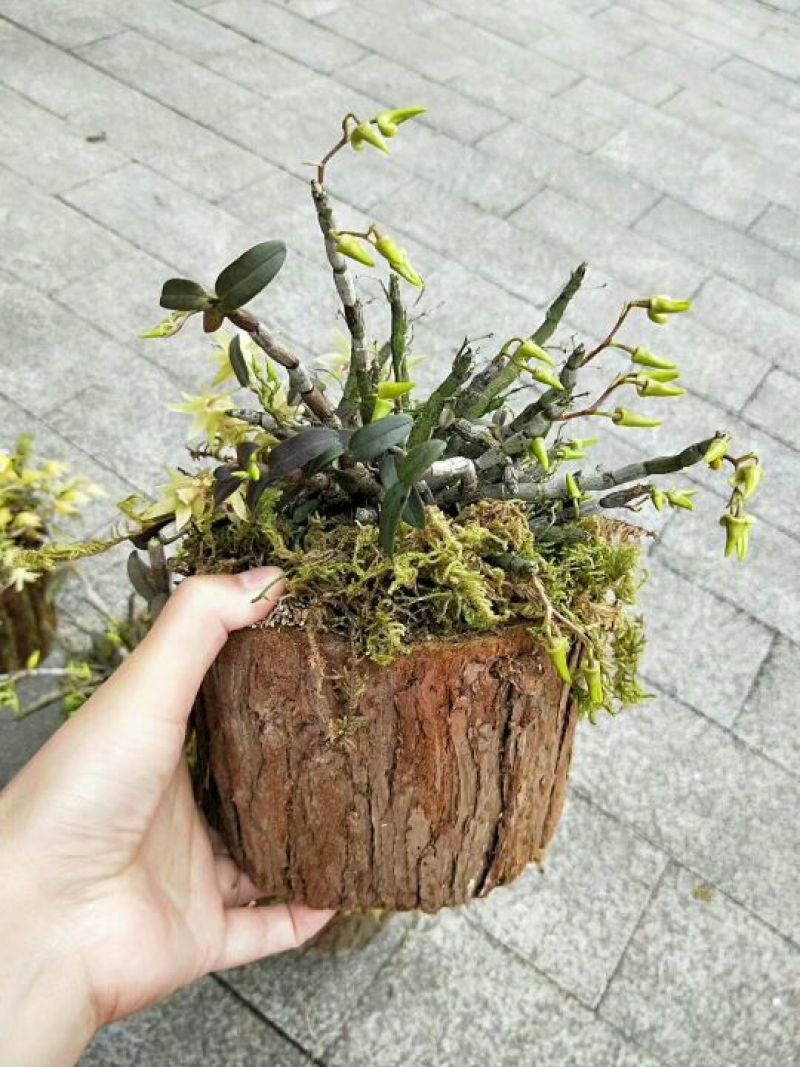 雁荡山近野生铁皮石斛木桩盆栽