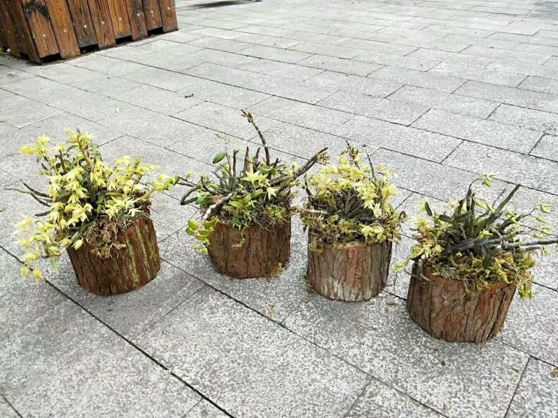 雁荡山近野生铁皮石斛木桩盆栽