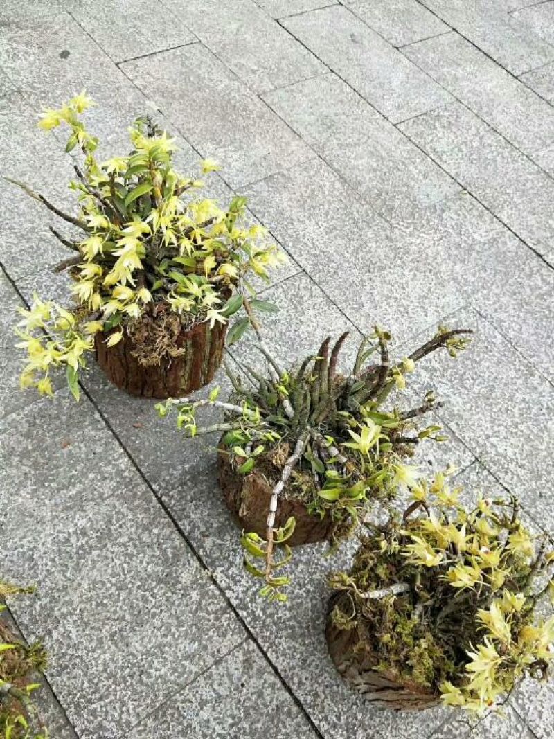 雁荡山近野生铁皮石斛木桩盆栽