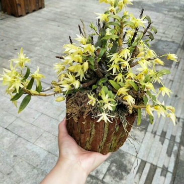 雁荡山近野生铁皮石斛木桩盆栽