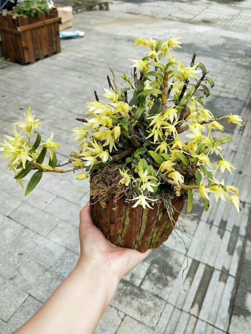 雁荡山近野生铁皮石斛木桩盆栽