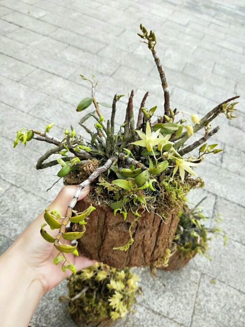 雁荡山近野生铁皮石斛木桩盆栽