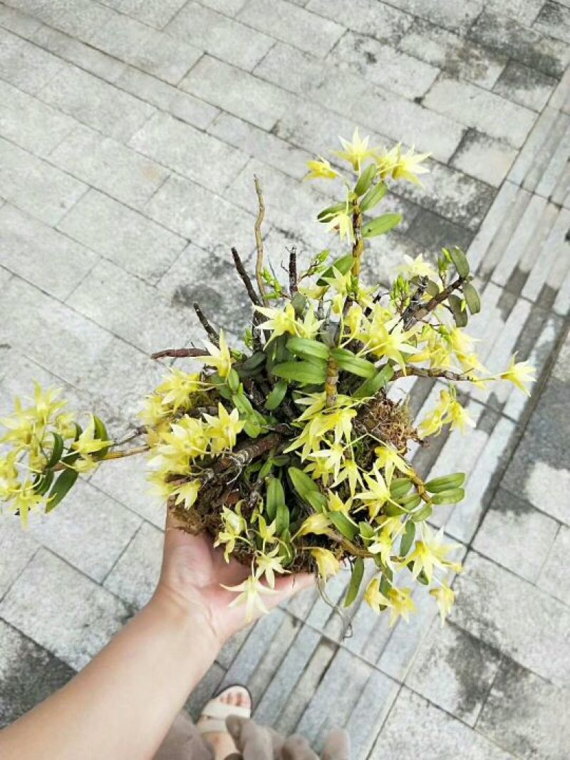 雁荡山近野生铁皮石斛木桩盆栽