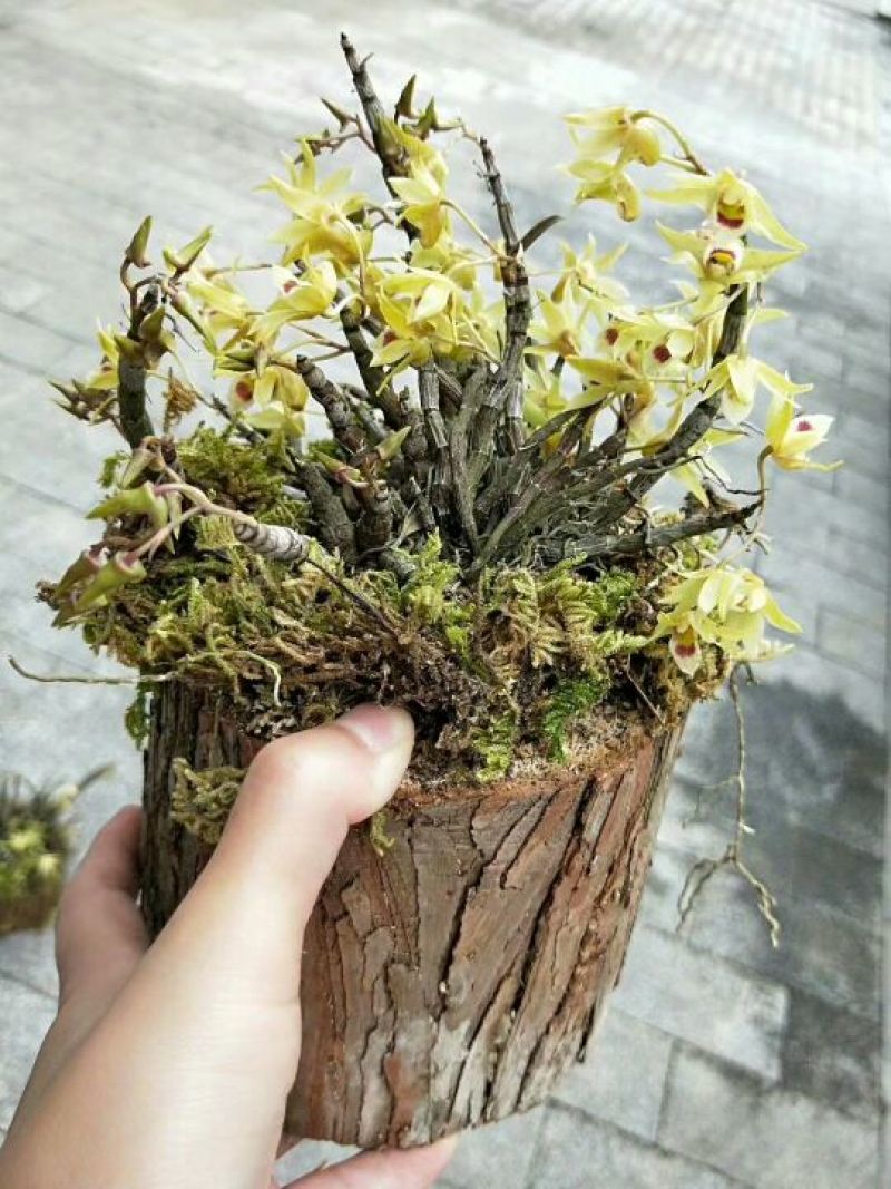 雁荡山近野生铁皮石斛木桩盆栽