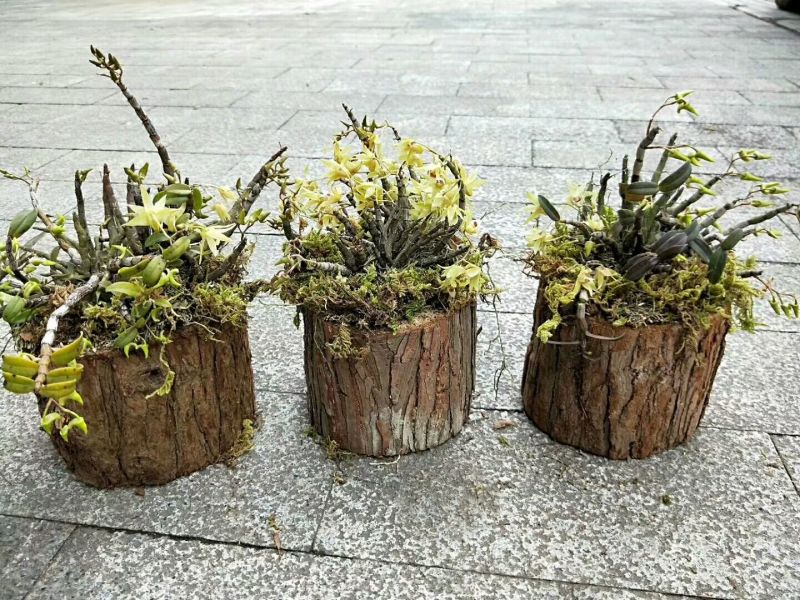 雁荡山近野生铁皮石斛木桩盆栽
