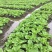包心芥菜5两以上