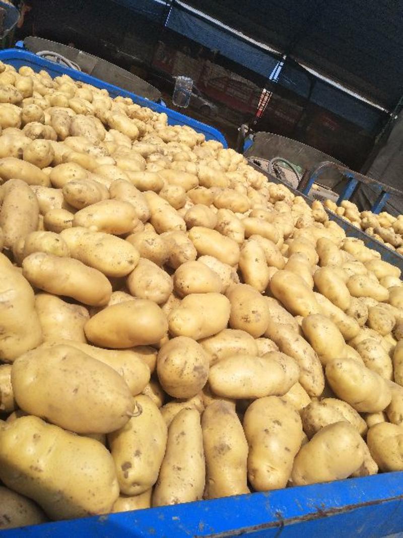 荷兰十五土豆，黄心土豆，各种包装，大量供应，质量保证