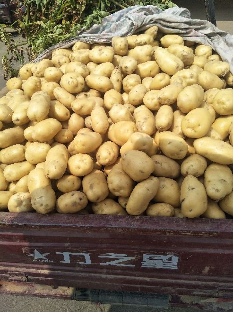 荷兰十五土豆，黄心土豆，各种包装，大量供应，质量保证