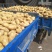 荷兰十五土豆，黄心土豆，各种包装，大量供应，质量保证