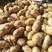 荷兰十五土豆，黄心土豆，各种包装，大量供应，质量保证