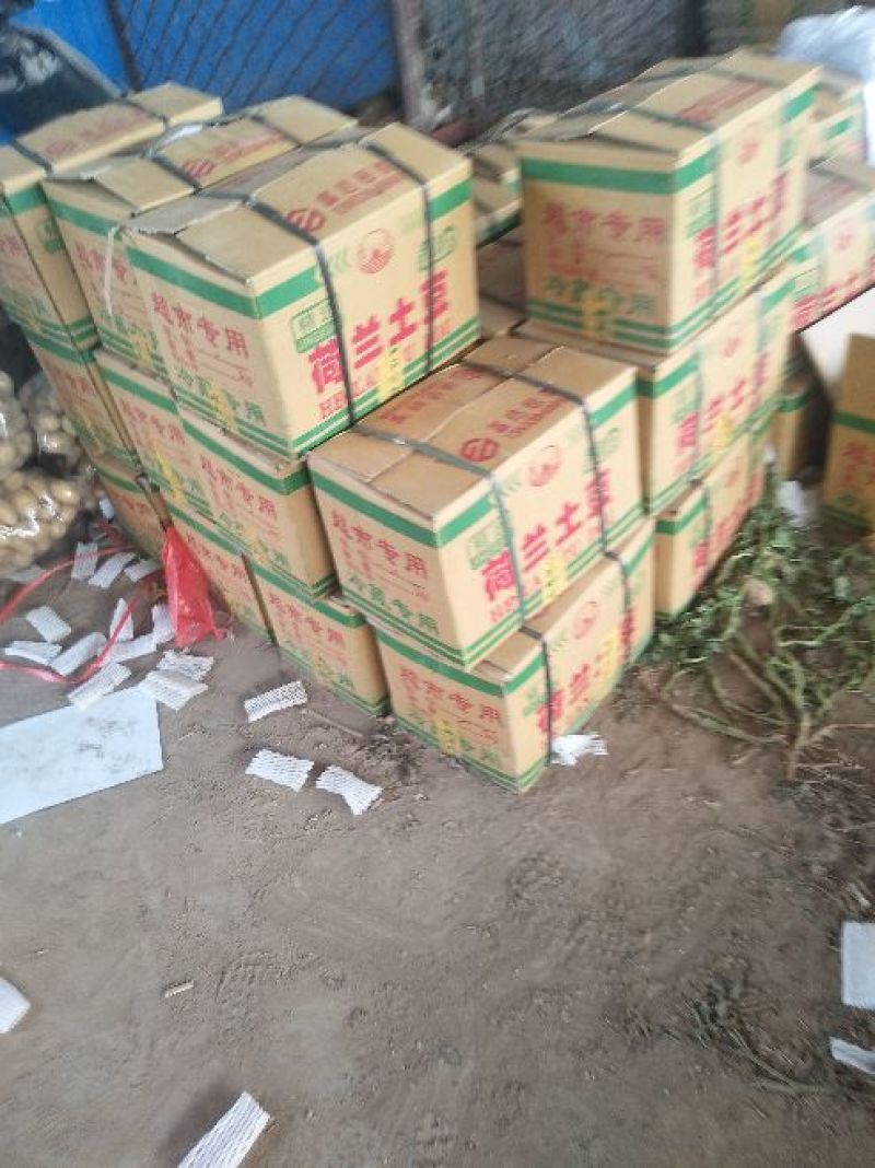 荷兰十五土豆，黄心土豆，各种包装，大量供应，质量保证