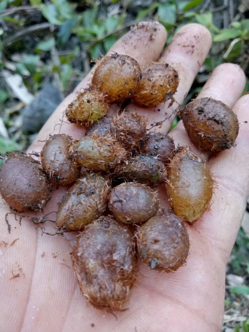 马卵果