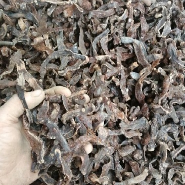 骨碎补