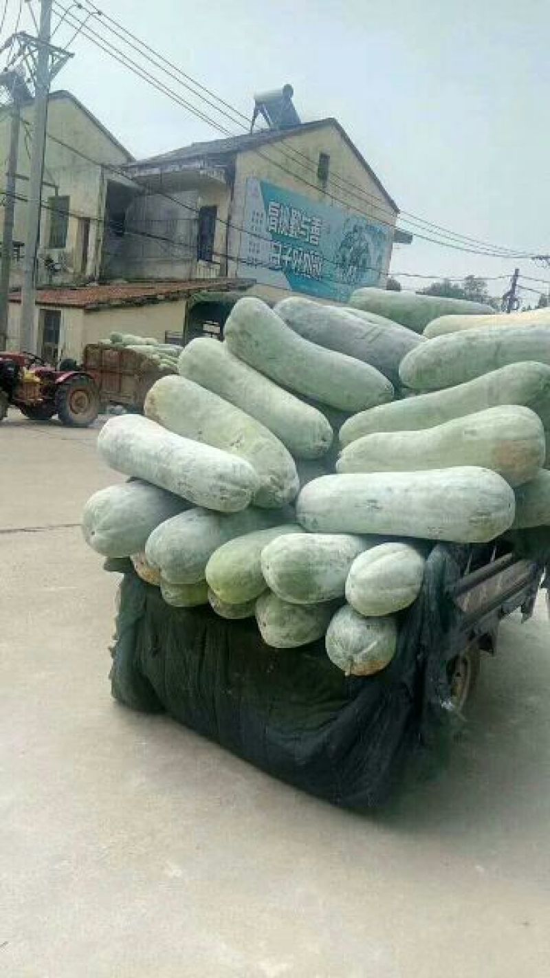 精品白皮冬瓜大量上市，一手货源保质保量价格便宜