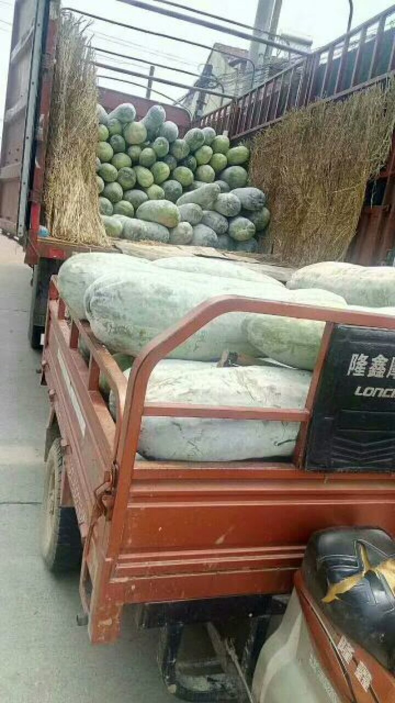 精品白皮冬瓜大量上市，一手货源保质保量价格便宜