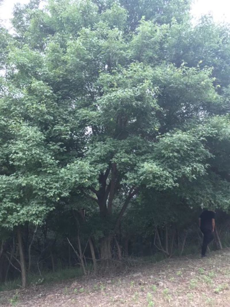 三角枫18-20